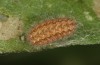 Jordanita tenuicornis: Half-grown larva after aestivation in autumn (e.o. rearing, Italy, Sicily, Trapani, San Vito lo Capo, oviposition on 5./6. May 2024) [S]
