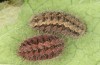 Jordanita tenuicornis: Half-grown larva after aestivation in autumn (e.o. rearing, Italy, Sicily, Trapani, San Vito lo Capo, oviposition on 5./6. May 2024) [S]