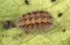 Jordanita tenuicornis: Half-grown larva after aestivation in autumn (e.o. rearing, Italy, Sicily, Trapani, San Vito lo Capo, oviposition on 5./6. May 2024) [S]