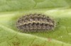Jordanita tenuicornis: Half-grown larva in autumn (e.o. rearing, Italy, Sicily, Trapani, San Vito lo Capo, oviposition on 5./6. May 2024) [S]