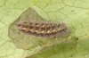 Jordanita tenuicornis: Larva after hibernation (e.o. rearing, Italy, Sicily, Trapani, San Vito lo Capo, oviposition on 5./6. May 2024) [S]