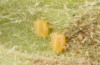 Jordanita tenuicornis: Eggs (e.o. rearing, Italy, Sicily, Trapani, San Vito lo Capo, oviposition on 5./6. May 2024) [S]
