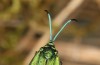Jordanita tenuicornis: Female (e.o. rearing, Italy, Sicily, Trapani, San Vito lo Capo, oviposition on 5./6. May 2024) [S]