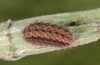 Jordanita tenuicornis: Larva after hibernation (e.o. rearing, Italy, Sicily, Trapani, San Vito lo Capo, oviposition on 5./6. May 2024) [S]