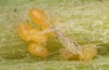 Jordanita tenuicornis: Eggs (e.o. rearing, Italy, Sicily, Trapani, San Vito lo Capo, oviposition on 5./6. May 2024) [S]