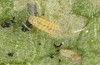 Jordanita tenuicornis: L1 larva (e.o. rearing, Italy, Sicily, Trapani, San Vito lo Capo, oviposition on 5./6. May 2024) [S]