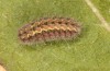 Jordanita tenuicornis: Larva after hibernation (e.o. rearing, Italy, Sicily, Trapani, San Vito lo Capo, oviposition on 5./6. May 2024) [S]