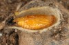 Jordanita tenuicornis: Male pupa (e.o. rearing, Italy, Sicily, Trapani, San Vito lo Capo, oviposition on 5./6. May 2024) [S]