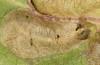 Jordanita tenuicornis: Larva in the final instar (e.o. rearing, Italy, Sicily, Trapani, San Vito lo Capo, oviposition on 5./6. May 2024) [S]