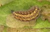 Jordanita tenuicornis: Larva in the final instar (e.o. rearing, Italy, Sicily, Trapani, San Vito lo Capo, oviposition on 5./6. May 2024) [S]