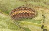 Jordanita tenuicornis: Larva in the final instar (e.o. rearing, Italy, Sicily, Trapani, San Vito lo Capo, oviposition on 5./6. May 2024) [S]