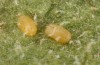 Jordanita tenuicornis: Eggs (e.o. rearing, Italy, Sicily, Trapani, San Vito lo Capo, oviposition on 5./6. May 2024) [S]