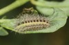 Zygaena transalpina: Larva L3 (e.o. S-France, Ardèche, Ruoms, oviposition in June 2023) [S]