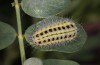 Zygaena transalpina: Half-grown larva (e.o. S-France, Ardèche, Ruoms, oviposition in June 2023) [S]