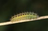 Zygaena transalpina: Larva L3 (e.o., S-Germany, eastern Swabian Alb, oviposition on 13. July 2022) [S]