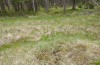 Zygaena transalpina: Kleinflächiges Larvalhabitat in einem vielfältigen Hoch- und Flachmoorgebiet im Kempter Wald auf einem kleinen Quellkalkhügel mit Hufeisenklee (Görisried, 13. Juni 2021) [N]