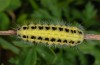 Zygaena transalpina: Larva with hippocrepidis characters (undistinguishable from larvae from the Swabian Alb). Allgaeu Alps, Hinterstein, Nicken-Alpe, July 2013 [N]