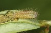 Zygaena transalpina: Larva L1 (e.o. Switzerland, Grisons, Oberalppass, 1600m, oviposition on 16. July 2022) [S]