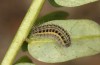 Zygaena transalpina: Larva in the first post-diapause instar after hibernation (e.o. Switzerland, Grisons, Oberalppass, 1600m, oviposition on 16. July 2022) [S]