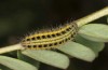 Zygaena transalpina: Larva in the second post-diapause instar after hibernation (e.o. Switzerland, Grisons, Oberalppass, 1600m, oviposition on 16. July 2022) [S]