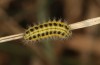 Zygaena transalpina: Half-grown larva on a small calc-tuff hummock in a mosaic of bog and fen (S-Germany, Kempter Wald, 26. May 2021) [M]