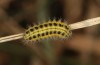 Zygaena transalpina: Halbwüchsige Raupe in einem vielfältigen Hoch- und Flachmoorgebiet im Kempter Wald auf einem kleinen Quellkalkhügel mit Hufeisenklee (Görisried, 26. Mai 2021) [M]