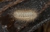 Zygaena trifolii: Larva in the diapause skin in first hibernation. Already there larvae may be in different instars, here L5D, others often smaller (e.o. rearing, S-Germany, Isny, oviposition in July 2022) [S]