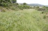 Zygaena trifolii: Habitat mit Lotus in einer feuchteren Senke (Spanien, Jaen, Santiago de la Espada, Ende Juni 2025) [N]