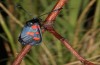 Zygaena trifolii: M&auml;nnchen (Spanien, Jaen, Santiago de la Espada, Ende Juni 2025) [N]