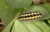 Zygaena trifolii: Larva in the penultimate instar (e.o. rearing, S-Germany, Isny, oviposition in July 2022) [S]