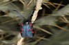 Zygaena trifolii: M&auml;nnchen (Spanien, Jaen, Santiago de la Espada, Ende Juni 2025) [N]