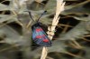 Zygaena trifolii: M&auml;nnchen (Spanien, Jaen, Santiago de la Espada, Ende Juni 2025) [N]