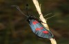 Zygaena trifolii: M&auml;nnchen (Spanien, Jaen, Santiago de la Espada, Ende Juni 2025) [N]