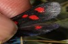 Zygaena trifolii: M&auml;nnchen, die Population hatte melanistische Hinterfl&uuml;gel (Spanien, Jaen, Santiago de la Espada, Ende Juni 2025) [M]