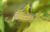 Zygaena trifolii: Young larva Lín the first instar L1 (e.o. S-Germany, Schwäbisch Gmünd, 2010) [S]