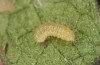 Jordanita vartianae: L2 larva (e.l., F1 breeding, Spain, Jaen, Santiago de la Espada, larvae found in early April 2025) [S]