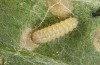 Jordanita vartianae: L2 larva (e.l., F1 breeding, Spain, Jaen, Santiago de la Espada, larvae found in early April 2025) [S]