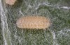 Jordanita vartianae: L2 larva (e.l., F1 breeding, Spain, Jaen, Santiago de la Espada, larvae found in early April 2025) [S]