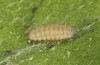 Jordanita vartianae: L3 larva (e.l., F1 breeding, Spain, Jaen, Santiago de la Espada, larvae found in early April 2025) [S]