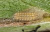 Jordanita vartianae: L3 larva (e.l., F1 breeding, Spain, Jaen, Santiago de la Espada, larvae found in early April 2025) [S]
