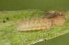 Jordanita vartianae: L3 larva (e.l., F1 breeding, Spain, Jaen, Santiago de la Espada, larvae found in early April 2025) [S]