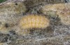 Jordanita vartianae: L3 larva (e.l., F1 breeding, Spain, Jaen, Santiago de la Espada, larvae found in early April 2025) [S]