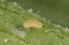 Jordanita vartianae: L1 larva (e.l., F1 breeding, Spain, Jaen, Santiago de la Espada, larvae found in early April 2025) [S]