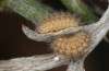 Jordanita vartianae: Larvae in aestivation (e.l., F1 breeding, Spain, Jaen, Santiago de la Espada, larvae found in early April 2025) [S]