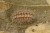 Jordanita vartianae: Larva in aestivation (e.l., F1 breeding, Spain, Jaen, Santiago de la Espada, larvae found in early April 2025) [S]