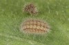 Jordanita vartianae: Larva in autumn (e.l., F1 breeding, Spain, Jaen, Santiago de la Espada, larvae found in early April 2025) [S]