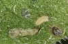 Jordanita vartianae: L1 larva (e.l., F1 breeding, Spain, Jaen, Santiago de la Espada, larvae found in early April 2025) [S]
