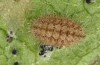 Jordanita vartianae: Larva in autumn (e.l., F1 breeding, Spain, Jaen, Santiago de la Espada, larvae found in early April 2025) [S]