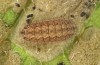 Jordanita vartianae: Larva in autumn (e.l., F1 breeding, Spain, Jaen, Santiago de la Espada, larvae found in early April 2025) [S]