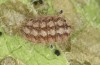 Jordanita vartianae: Larva in autumn (e.l., F1 breeding, Spain, Jaen, Santiago de la Espada, larvae found in early April 2025) [S]